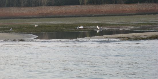 seagull venice